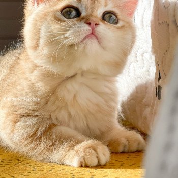 chat Scottish Straight brown tortie golden blotched tabby Scintillante Casca Chatterie Nekobaa chat Scottish Straight brown tortie golden blotched tabby Scintillante Casca Chatterie Nekobaa