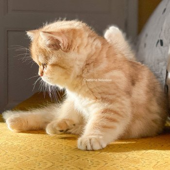 chat Scottish Straight brown tortie golden blotched tabby Scintillante Casca Chatterie Nekobaa chat Scottish Straight brown tortie golden blotched tabby Scintillante Casca Chatterie Nekobaa