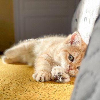 chat Scottish Straight brown tortie golden blotched tabby Scintillante Casca Chatterie Nekobaa chat Scottish Straight brown tortie golden blotched tabby Scintillante Casca Chatterie Nekobaa