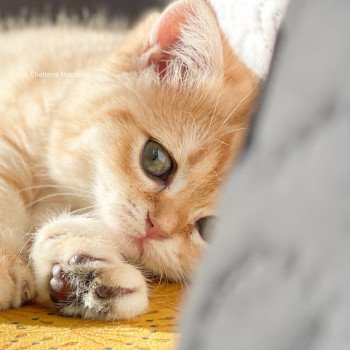 chat Scottish Straight brown tortie golden blotched tabby Scintillante Casca Chatterie Nekobaa chat Scottish Straight brown tortie golden blotched tabby Scintillante Casca Chatterie Nekobaa