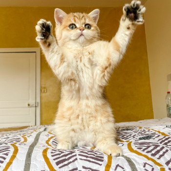 chat Scottish Straight brown tortie golden blotched tabby Scintillante Casca Chatterie Nekobaa chat Scottish Straight brown tortie golden blotched tabby Scintillante Casca Chatterie Nekobaa
