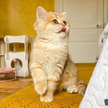 chat Scottish Straight brown tortie golden blotched tabby Scintillante Casca Chatterie Nekobaa chat Scottish Straight brown tortie golden blotched tabby Scintillante Casca Chatterie Nekobaa