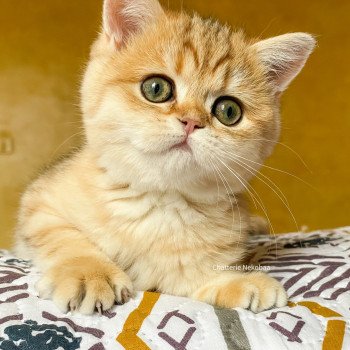 chat Scottish Straight brown tortie golden blotched tabby Scintillante Casca Chatterie Nekobaa chat Scottish Straight brown tortie golden blotched tabby Scintillante Casca Chatterie Nekobaa