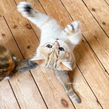 chat Scottish Straight brown tortie golden blotched tabby Scintillante Casca Chatterie Nekobaa chat Scottish Straight brown tortie golden blotched tabby Scintillante Casca Chatterie Nekobaa
