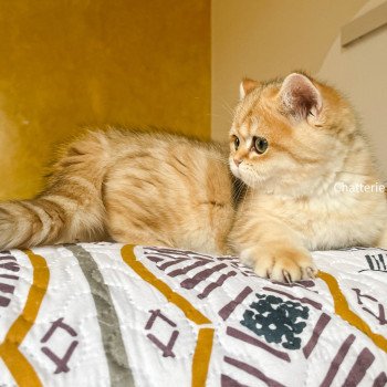 chat Scottish Straight brown tortie golden blotched tabby Scintillante Casca Chatterie Nekobaa chat Scottish Straight brown tortie golden blotched tabby Scintillante Casca Chatterie Nekobaa