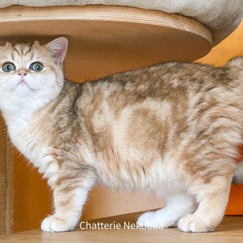 chat Scottish Straight brown tortie golden blotched tabby Scintillante Casca Chatterie Nekobaa chat Scottish Straight brown tortie golden blotched tabby Scintillante Casca Chatterie Nekobaa