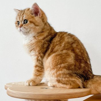 chat Scottish Straight brown tortie golden blotched tabby Scintillante Casca Chatterie Nekobaa chat Scottish Straight brown tortie golden blotched tabby Scintillante Casca Chatterie Nekobaa