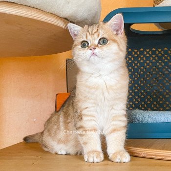 chat Scottish Straight brown tortie golden blotched tabby Scintillante Casca Chatterie Nekobaa chat Scottish Straight brown tortie golden blotched tabby Scintillante Casca Chatterie Nekobaa
