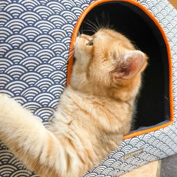 chat Scottish Straight brown tortie golden blotched tabby Scintillante Casca Chatterie Nekobaa chat Scottish Straight brown tortie golden blotched tabby Scintillante Casca Chatterie Nekobaa