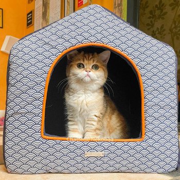 chat Scottish Straight brown tortie golden blotched tabby Scintillante Casca Chatterie Nekobaa chat Scottish Straight brown tortie golden blotched tabby Scintillante Casca Chatterie Nekobaa