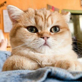 chat Scottish Straight brown tortie golden blotched tabby Scintillante Casca Chatterie Nekobaa chat Scottish Straight brown tortie golden blotched tabby Scintillante Casca Chatterie Nekobaa