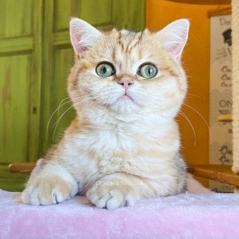 chat Scottish Straight brown tortie golden blotched tabby Scintillante Casca Chatterie Nekobaa chat Scottish Straight brown tortie golden blotched tabby Scintillante Casca Chatterie Nekobaa