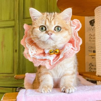 chat Scottish Straight brown tortie golden blotched tabby Scintillante Casca Chatterie Nekobaa chat Scottish Straight brown tortie golden blotched tabby Scintillante Casca Chatterie Nekobaa