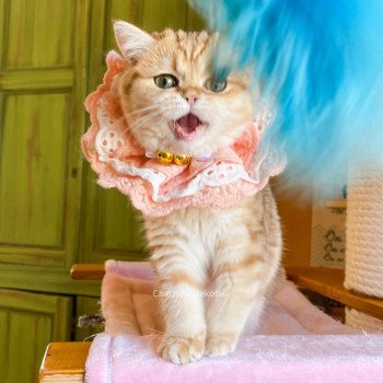 chat Scottish Straight brown tortie golden blotched tabby Scintillante Casca Chatterie Nekobaa chat Scottish Straight brown tortie golden blotched tabby Scintillante Casca Chatterie Nekobaa