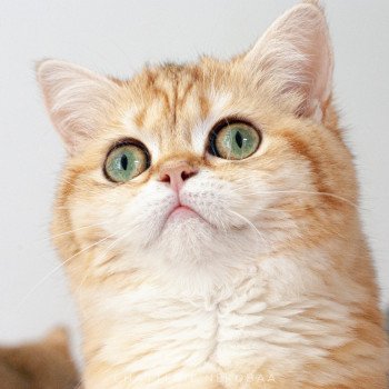 chat Scottish Straight brown tortie golden blotched tabby Scintillante Casca Chatterie Nekobaa chat Scottish Straight brown tortie golden blotched tabby Scintillante Casca Chatterie Nekobaa