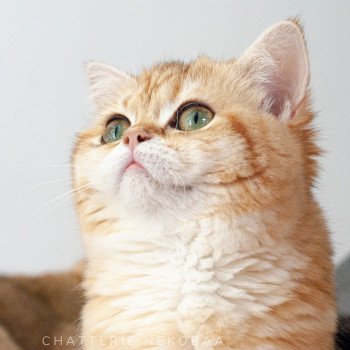 chat Scottish Straight brown tortie golden blotched tabby Scintillante Casca Chatterie Nekobaa chat Scottish Straight brown tortie golden blotched tabby Scintillante Casca Chatterie Nekobaa