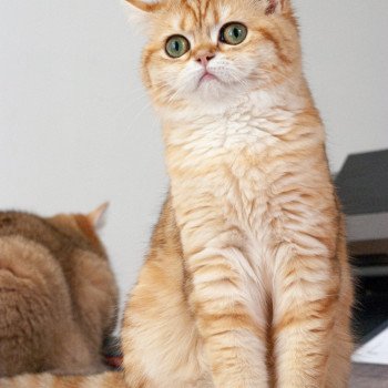 chat Scottish Straight brown tortie golden blotched tabby Scintillante Casca Chatterie Nekobaa chat Scottish Straight brown tortie golden blotched tabby Scintillante Casca Chatterie Nekobaa