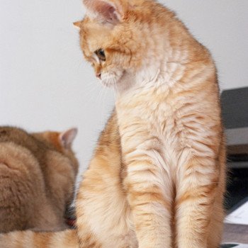 chat Scottish Straight brown tortie golden blotched tabby Scintillante Casca Chatterie Nekobaa chat Scottish Straight brown tortie golden blotched tabby Scintillante Casca Chatterie Nekobaa