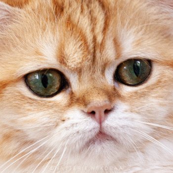 chat Scottish Straight brown tortie golden blotched tabby Scintillante Casca Chatterie Nekobaa chat Scottish Straight brown tortie golden blotched tabby Scintillante Casca Chatterie Nekobaa