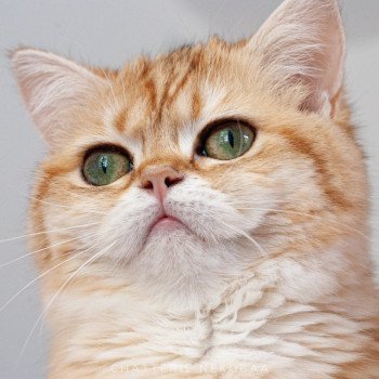 chat Scottish Straight brown tortie golden blotched tabby Scintillante Casca Chatterie Nekobaa chat Scottish Straight brown tortie golden blotched tabby Scintillante Casca Chatterie Nekobaa