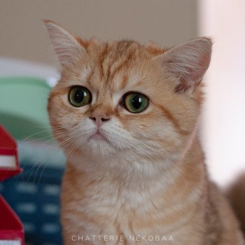 chat Scottish Straight brown tortie golden blotched tabby Scintillante Casca Chatterie Nekobaa chat Scottish Straight brown tortie golden blotched tabby Scintillante Casca Chatterie Nekobaa