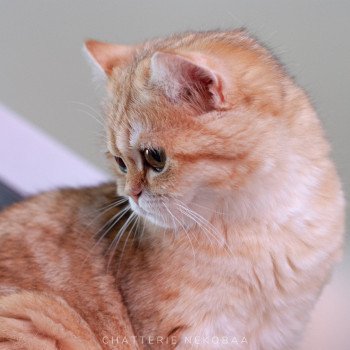 chat Scottish Straight brown tortie golden blotched tabby Scintillante Casca Chatterie Nekobaa chat Scottish Straight brown tortie golden blotched tabby Scintillante Casca Chatterie Nekobaa