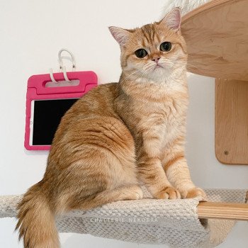 chat Scottish Straight Scintillante Casca Chatterie Nekobaa chat Scottish Straight Scintillante Casca Chatterie Nekobaa