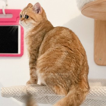 chat Scottish Straight Scintillante Casca Chatterie Nekobaa chat Scottish Straight Scintillante Casca Chatterie Nekobaa
