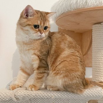 chat Scottish Straight Scintillante Casca Chatterie Nekobaa chat Scottish Straight Scintillante Casca Chatterie Nekobaa