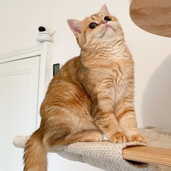chat Scottish Straight Scintillante Casca Chatterie Nekobaa chat Scottish Straight Scintillante Casca Chatterie Nekobaa