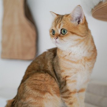 chat Scottish Straight black tortie golden blotched tabby Casca Chatterie Nekobaa chat Scottish Straight black tortie golden blotched tabby Casca Chatterie Nekobaa