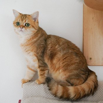 chat Scottish Straight black tortie golden blotched tabby Casca Chatterie Nekobaa chat Scottish Straight black tortie golden blotched tabby Casca Chatterie Nekobaa