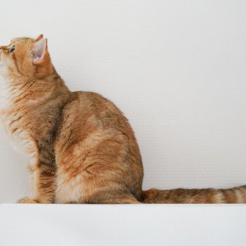 chat Scottish Straight black tortie golden blotched tabby Casca Chatterie Nekobaa chat Scottish Straight black tortie golden blotched tabby Casca Chatterie Nekobaa