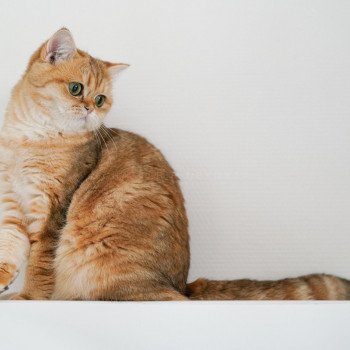chat Scottish Straight black tortie golden blotched tabby Casca Chatterie Nekobaa chat Scottish Straight black tortie golden blotched tabby Casca Chatterie Nekobaa