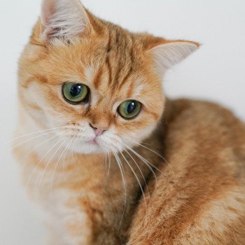 chat Scottish Straight black tortie golden blotched tabby Casca Chatterie Nekobaa chat Scottish Straight black tortie golden blotched tabby Casca Chatterie Nekobaa