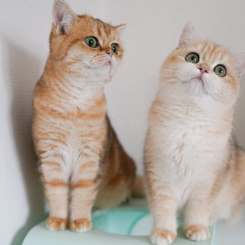 chat Scottish Straight black tortie golden blotched tabby Casca Chatterie Nekobaa chat Scottish Straight black tortie golden blotched tabby Casca Chatterie Nekobaa