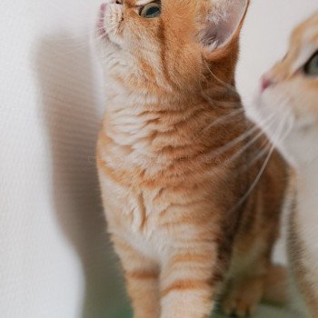 chat Scottish Straight black tortie golden blotched tabby Casca Chatterie Nekobaa chat Scottish Straight black tortie golden blotched tabby Casca Chatterie Nekobaa