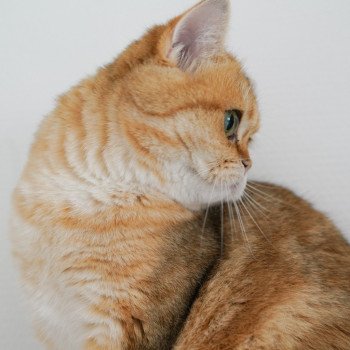 chat Scottish Straight black tortie golden blotched tabby Casca Chatterie Nekobaa chat Scottish Straight black tortie golden blotched tabby Casca Chatterie Nekobaa