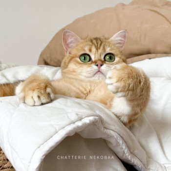 chat Scottish Straight black tortie golden blotched tabby Casca Chatterie Nekobaa chat Scottish Straight black tortie golden blotched tabby Casca Chatterie Nekobaa