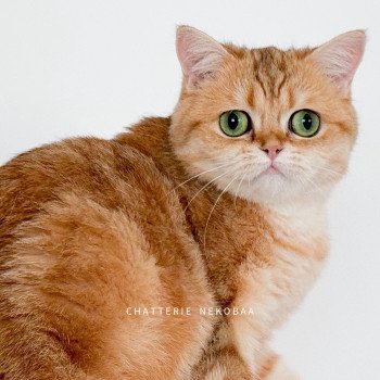 chat Scottish Straight black tortie golden blotched tabby Casca Chatterie Nekobaa chat Scottish Straight black tortie golden blotched tabby Casca Chatterie Nekobaa