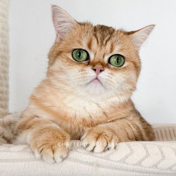 chat Scottish Straight black tortie golden blotched tabby Casca Chatterie Nekobaa chat Scottish Straight black tortie golden blotched tabby Casca Chatterie Nekobaa