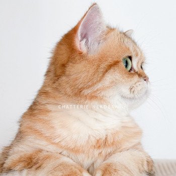 chat Scottish Straight black tortie golden blotched tabby Casca Chatterie Nekobaa chat Scottish Straight black tortie golden blotched tabby Casca Chatterie Nekobaa