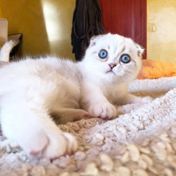 ebisu-scottishfold-3m