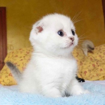 chaton Scottish Fold black silver shaded & blanc Ebisu Chatterie Nekobaa