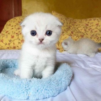 chaton Scottish Fold black silver shaded & blanc Ebisu Chatterie Nekobaa