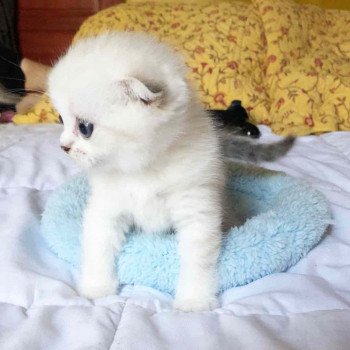 chaton Scottish Fold black silver shaded & blanc Ebisu Chatterie Nekobaa