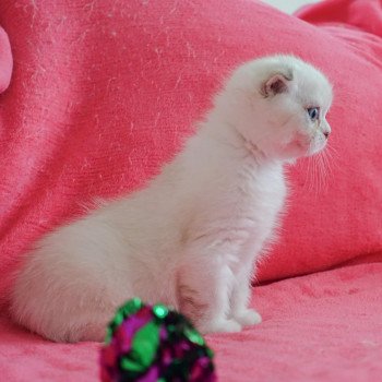 chaton Scottish Fold black silver shaded & blanc Ebisu Chatterie Nekobaa