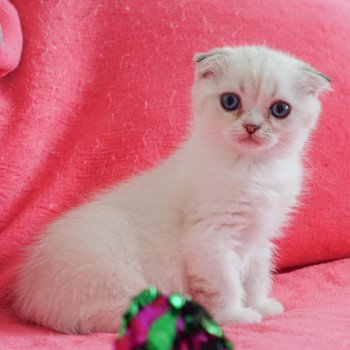 chaton Scottish Fold black silver shaded & blanc Ebisu Chatterie Nekobaa