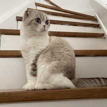 chaton Scottish Fold black silver shaded & blanc Ebisu Chatterie Nekobaa