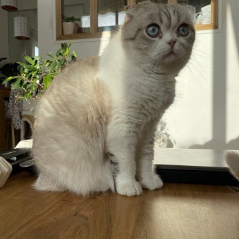 chaton Scottish Fold black silver shaded & blanc Ebisu Chatterie Nekobaa